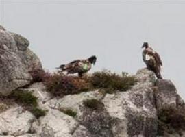 Aparece muerto otro de los quebrantahuesos liberados en julio en los Picos de Europa