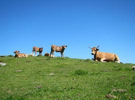 Foro critica los "despropósitos" del Gobierno de Asturias en materia de espacios naturales