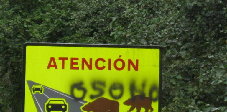 Piden 9 meses de prisión para el cazador que puso 4 lazos metálicos en la zona osera de Belmonte