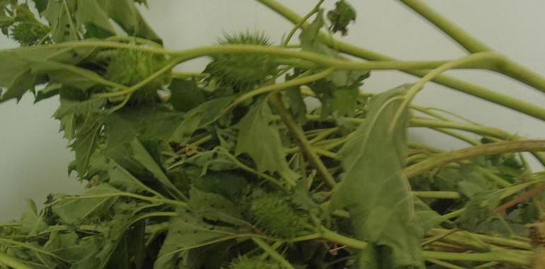 La Policía Foral retira 637 plantas de estramonio silvestre en un campo de maíz en Liédena