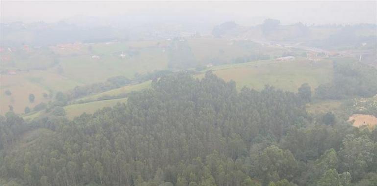 Tineo licita la limpieza de 275 kilómetros de pistas forestales