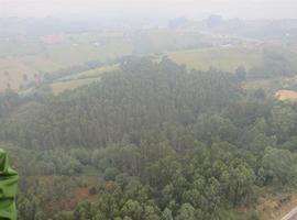 Tineo licita la limpieza de 275 kilómetros de pistas forestales