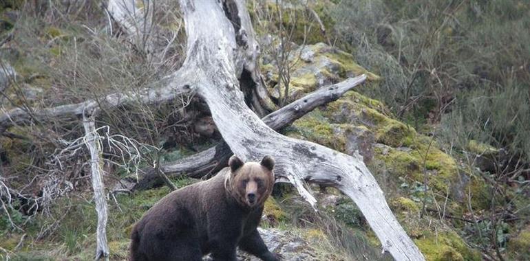 FOP rechaza petición de cazadores de declarar el oso asturiano especie cinegética 