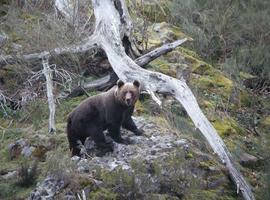 FOP rechaza petición de cazadores de declarar el oso asturiano especie cinegética 