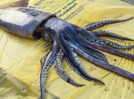 Una pota de 130 metros queda varada en la playa de LArbeyal de Gijón