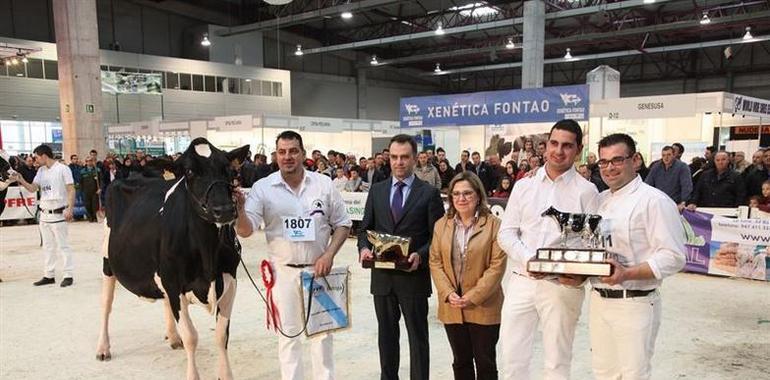 Una frisona asturiana muy Koketa triunfa en el Open Internacional de Lugo