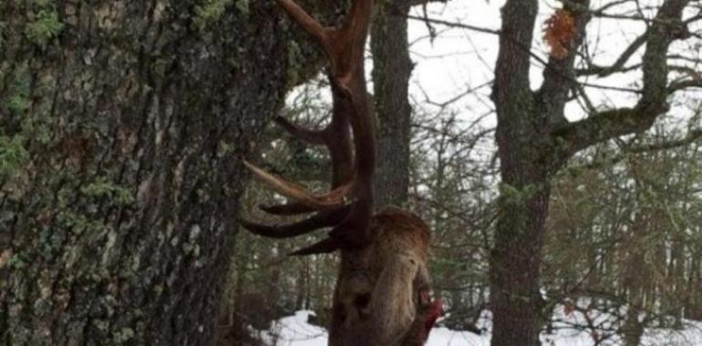 Aparecen ciervos decapitados tras el temporal de nieve en Cantabria