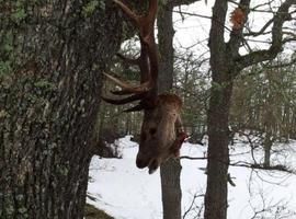 Aparecen ciervos decapitados tras el temporal de nieve en Cantabria