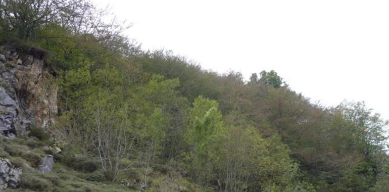 El Principado da luz verde ambiental a la reapertura de mina Julita en Lena, con condiciones