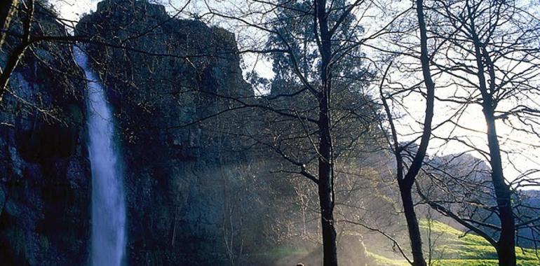 Investigadores de Uniovi desarrollan un plan para la gestión del castaño de monte bajo