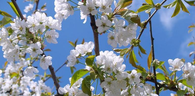 Hoy daremos la bienvenida a la primavera, a las 23,45 horas