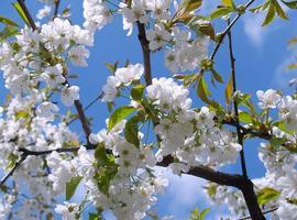 Hoy daremos la bienvenida a la primavera, a las 23,45 horas