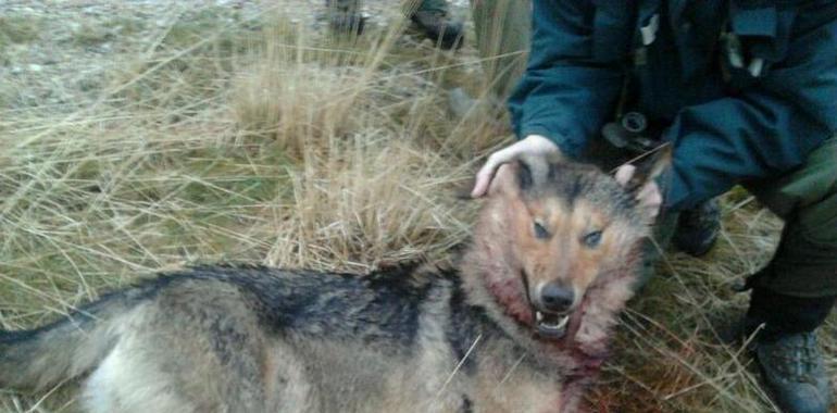 Ecologistas denunciarán a los cazadores que maten lobos en Asturias, "una ilegalidad"