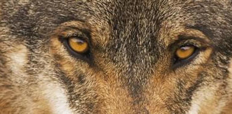 EQUO Asturias presenta denuncia por la muerte a tiros de un lobo en Lena