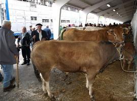 Cangas del NarceA, Grao, Tineo, Teverga, Allande y Llanes lideran el calendario ferial ganadero