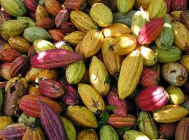 Cacao contra la diabetes