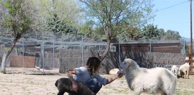 El cordero rescatado en Belmonte viaja a un santuario de animales en Madrid