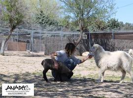 El cordero rescatado en Belmonte viaja a un santuario de animales en Madrid