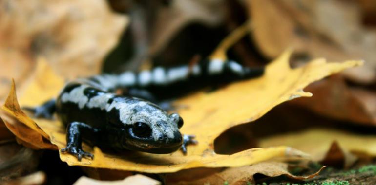 La extinción de especies se acelera por el cambio climático