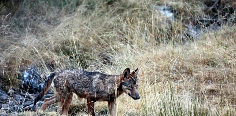 Denuncian matanza de lobos en el Parque Nacional de Picos de Europa