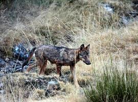 Denuncian matanza de lobos en el Parque Nacional de Picos de Europa