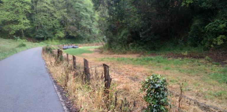 Coordinadora Ecologista denuncia el uso de herbicidas químicos en la autovía AS-2