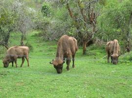 El sábado será el primer cumpleaños del bisontín Astur en el Parque de la Prehistoria