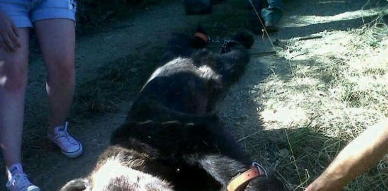 Fiscalía pide 2 años de prisión para los acusados de matar un oso pardo en Cangas del Narcea