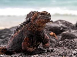 Conferencia Internacional de Desarrollo Sostenible en Islas Galápagos