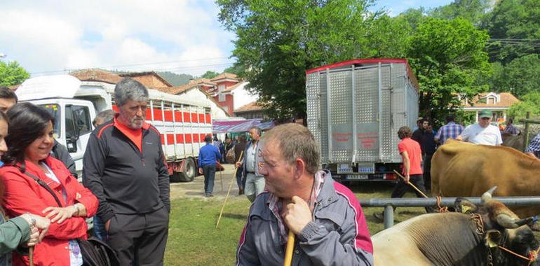 La calidad de la cabaña asturiana brilla en la Feria de Corao