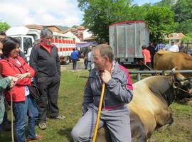 La calidad de la cabaña asturiana brilla en la Feria de Corao