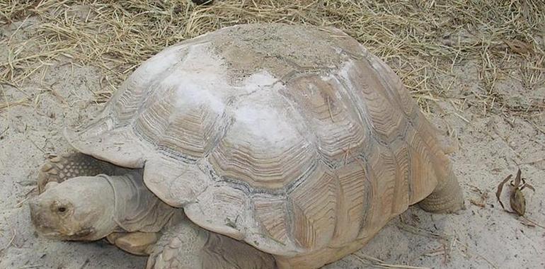 Una tortuga africana en Peñaullán