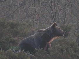 Coordinadora Ecoloxista denuncia vertidos en Degaña