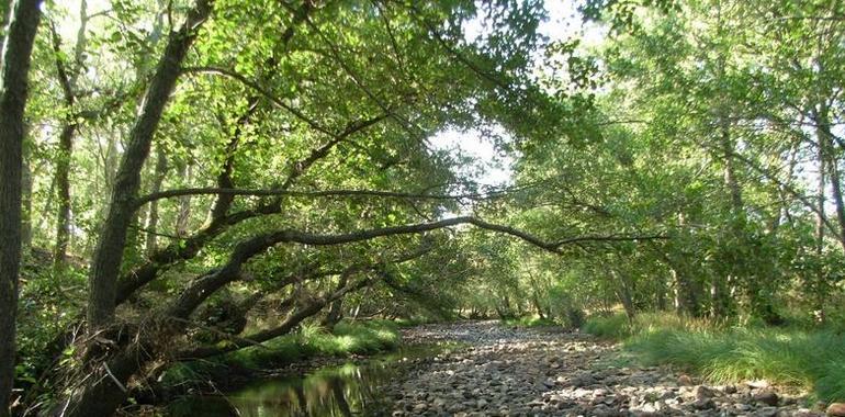 Los científicos alertan de la desaparición del mejillón de río