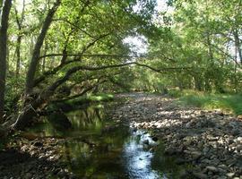 Los científicos alertan de la desaparición del mejillón de río