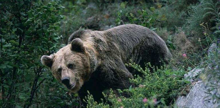 Ministerio y FOP siguen buscando eliminar la barrera que impide recuperar el oso asturiano