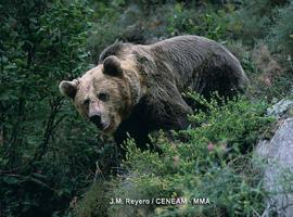 Ministerio y FOP siguen buscando eliminar la barrera que impide recuperar el oso asturiano