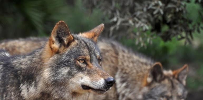 La caza de lobos, acientífica, ineficaz y peligrosa para su supervivencia