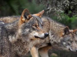 La caza de lobos, acientífica, ineficaz y peligrosa para su supervivencia