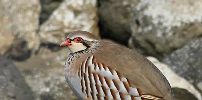 La exposición al plomo afecta al sistema inmune de las aves silvestres