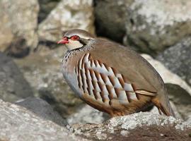 La exposición al plomo afecta al sistema inmune de las aves silvestres