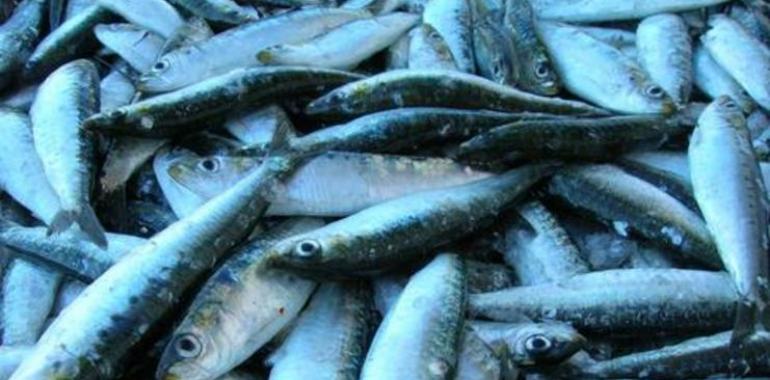 Las cofradía cántabras reivindican la IGP para la anchoa del Cantábrico