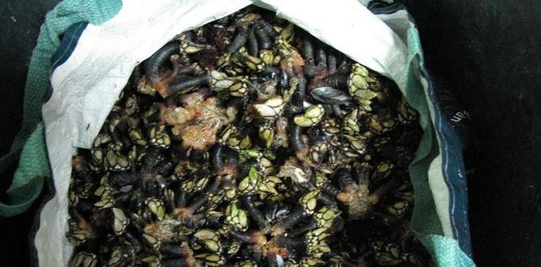 Detenido un furtivo de Candás con 15 kilos de percebes