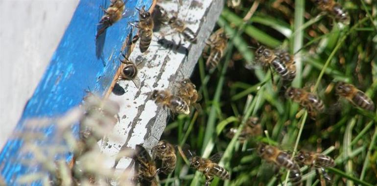 Apicultores asturianos y cantábricos piden una defensa enérgica de la abeja autóctona