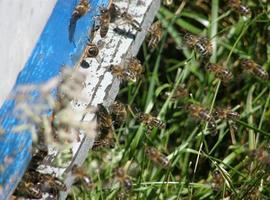 Apicultores asturianos y cantábricos piden una defensa enérgica de la abeja autóctona