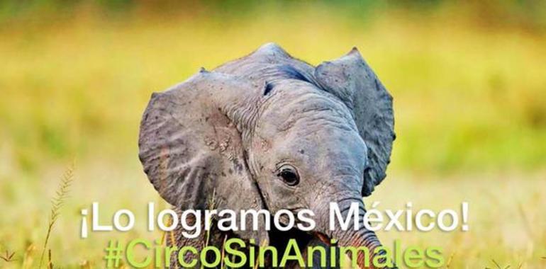 Partido Verde asegura que hay soluciones de acogida para los animales de los circos mexicanos