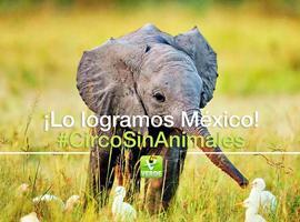 Partido Verde asegura que hay soluciones de acogida para los animales de los circos mexicanos