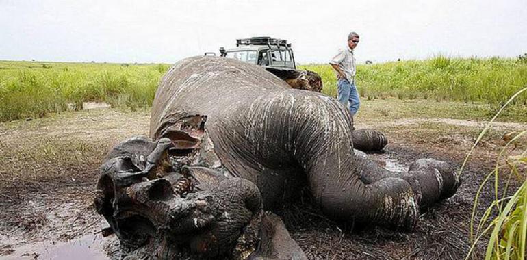 Los conflictos armados, asesinos de especies