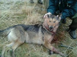 EQUO se opone una vez más al exterminio de lobos en los Picos de Europa