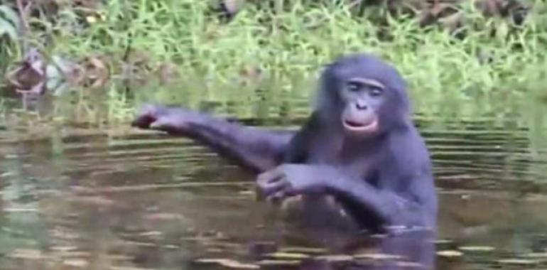 Los bonobos emiten sonidos parecidos a los de los bebés humanos